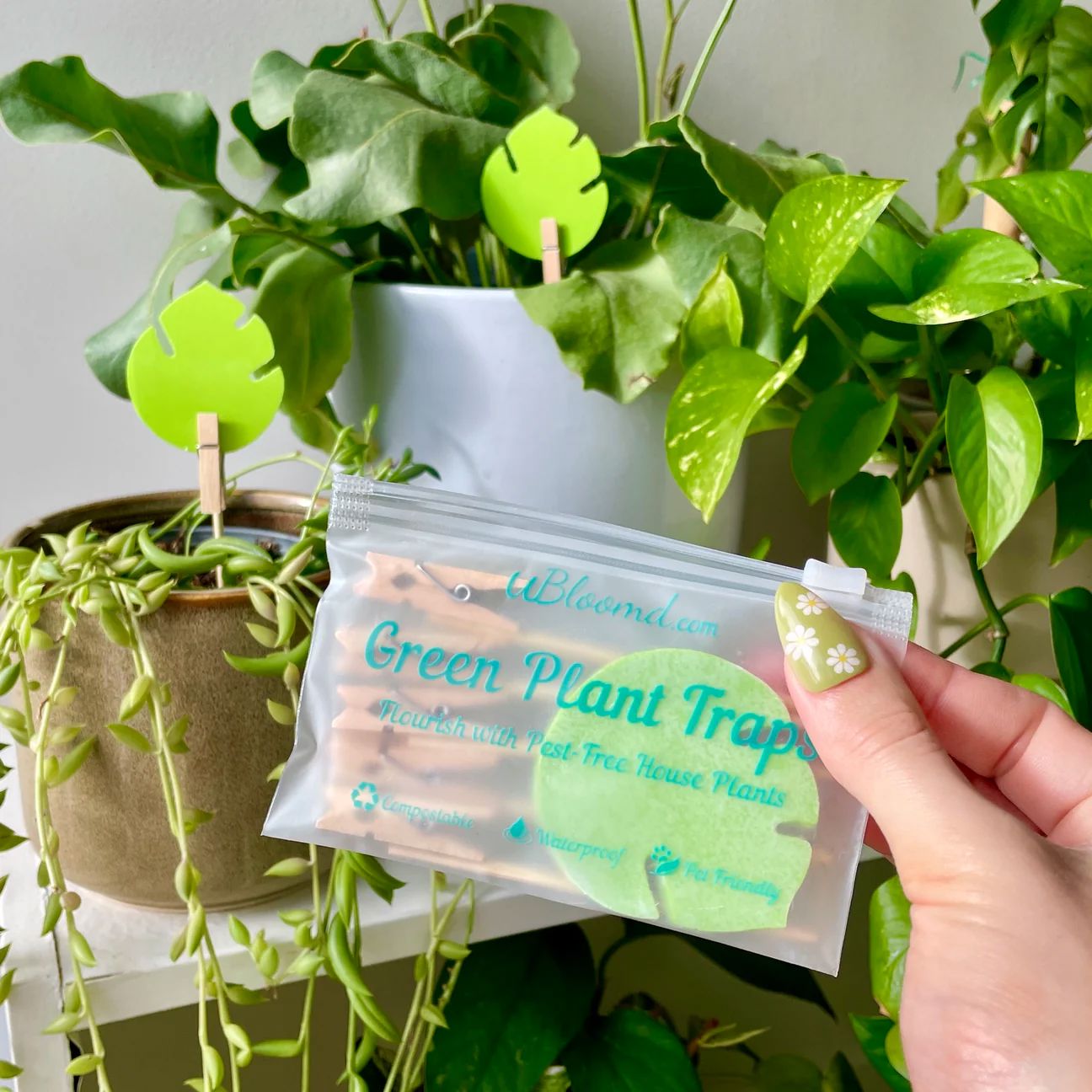plant traps indoor Indoor Plant Sticky Gnat Traps – Monstera Design by Ubloomd (Pack of 1