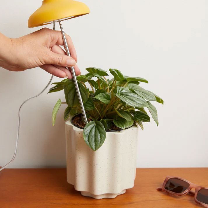 We The Wild Instant Sun Grow Lamp Grow Lamp We the Wild Plant Care - Australia