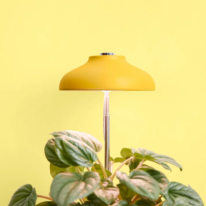 We The Wild Instant Sun Grow Lamp Grow Lamp We the Wild Plant Care - Australia