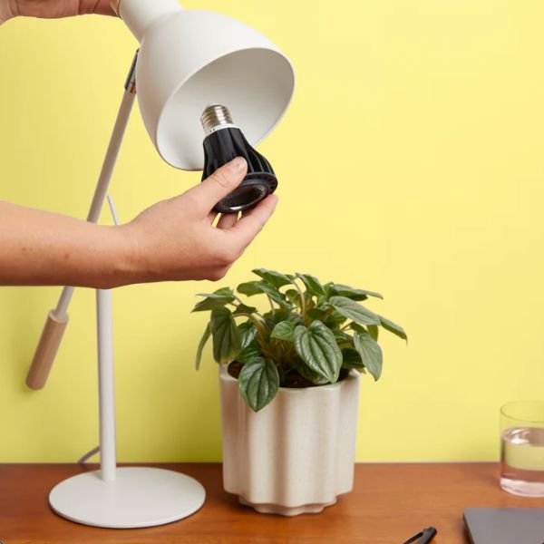 We The Wild Instant Sun Grow Light Bulb Grow Lamp We the Wild Plant Care - Australia