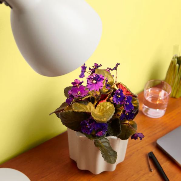 We The Wild Instant Sun Grow Light Bulb Grow Lamp We the Wild Plant Care - Australia