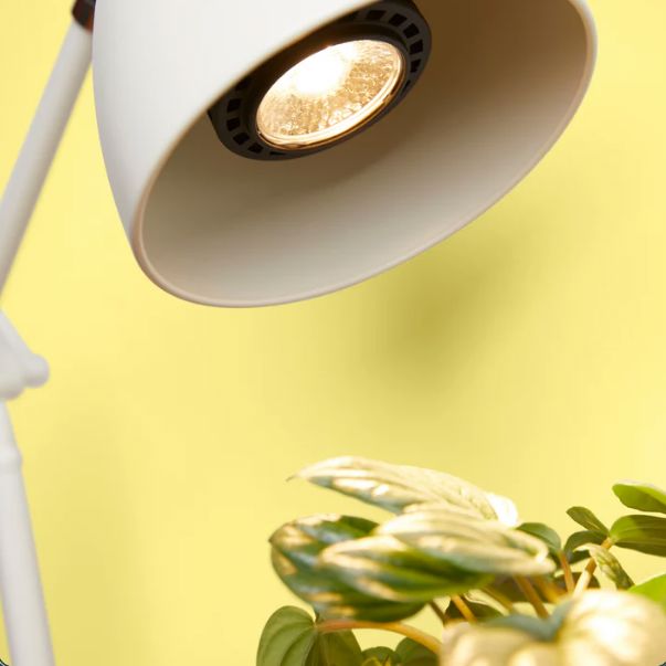 We The Wild Instant Sun Grow Light Bulb Grow Lamp We the Wild Plant Care - Australia