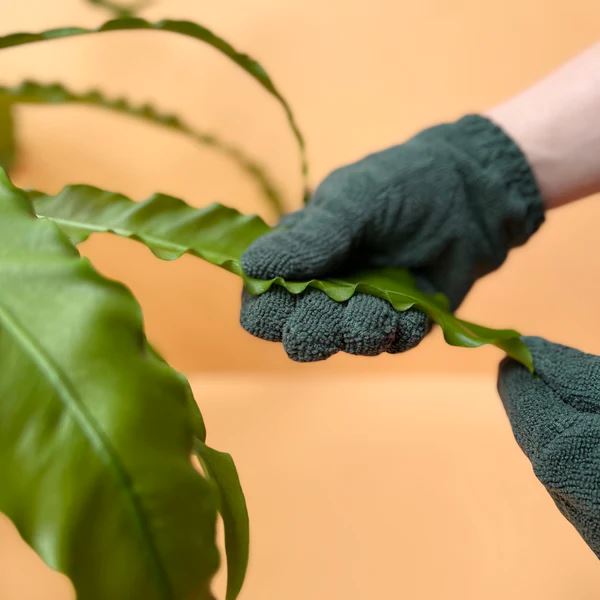 We The Wild Plant Care Leaf Cleaning Gloves *PRE-ORDER* Leaf Cleaning Gloves We the Wild Plant Care - Australia