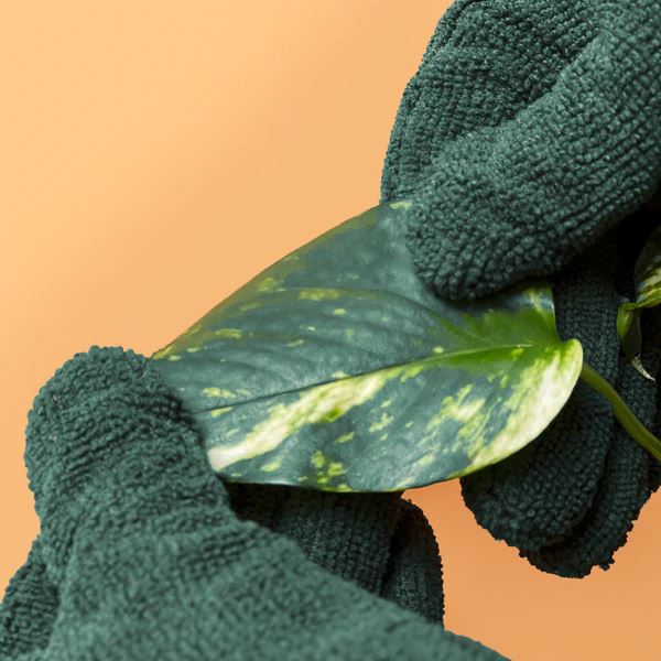 We The Wild Plant Care Leaf Cleaning Gloves *PRE-ORDER* Leaf Cleaning Gloves We the Wild Plant Care - Australia