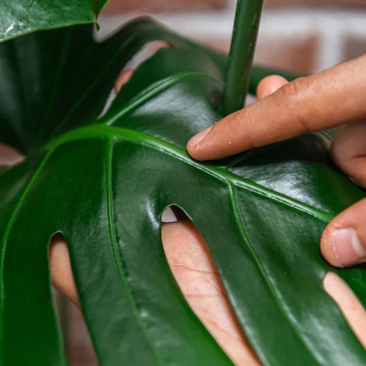 We The Wild Protect Spray with Neem - 250ml Protect Spray We the Wild Plant Care - Australia