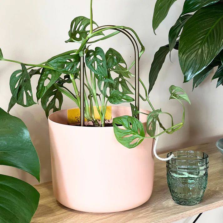 We The Wild Self-Watering Plant Climber Plant Climber We The Wild