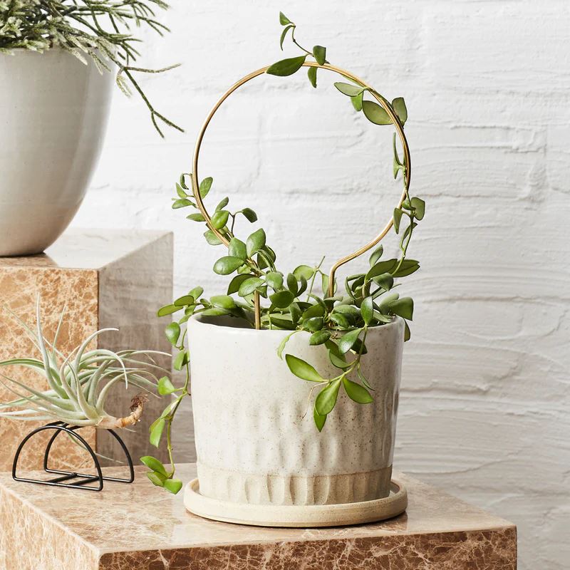 Brass Plant Stake - Circle Plant Stake The Plant Runner
