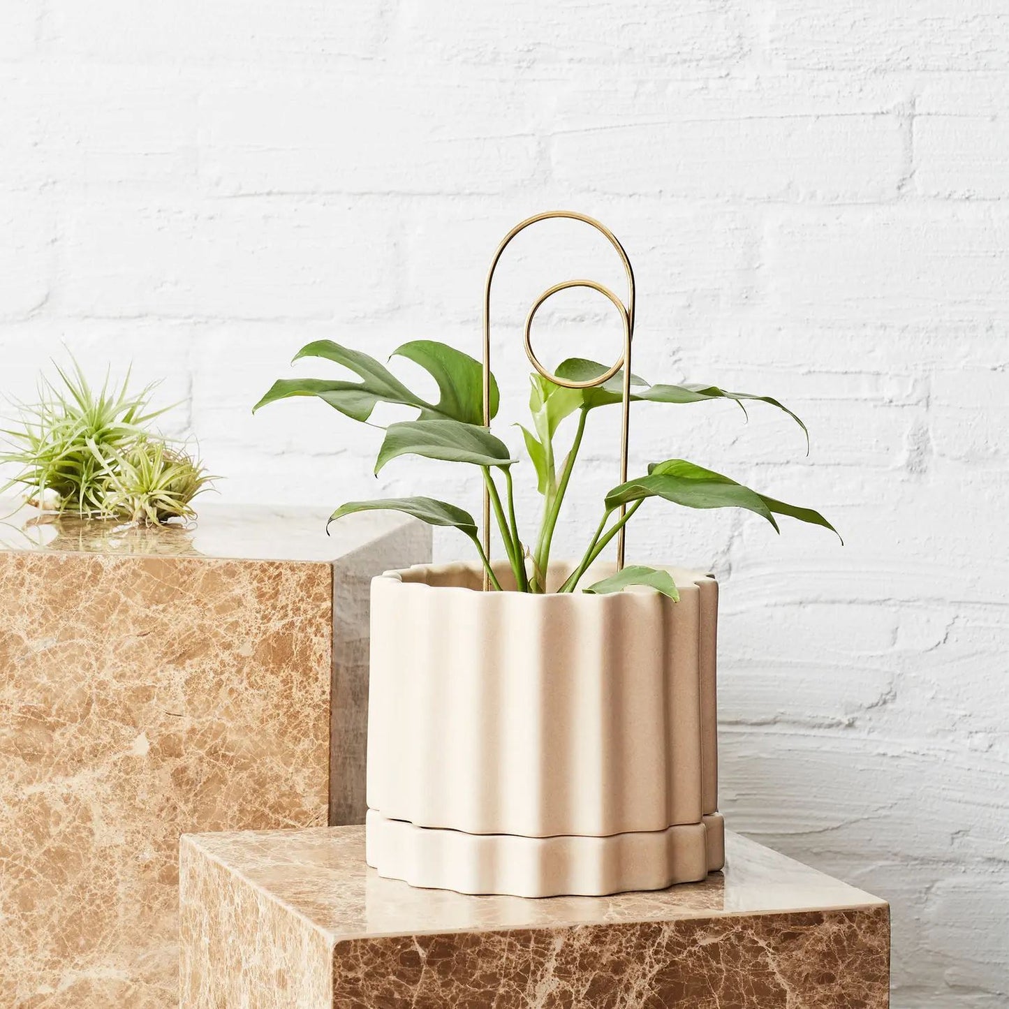 Brass Plant Stake - Loop Plant Stake The Plant Runner