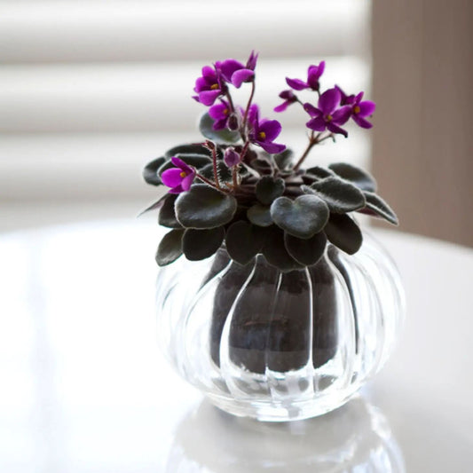 Cup O Flora Ribbed Self-Watering Planter - Small Self-watering Pot CUP O FLORA®