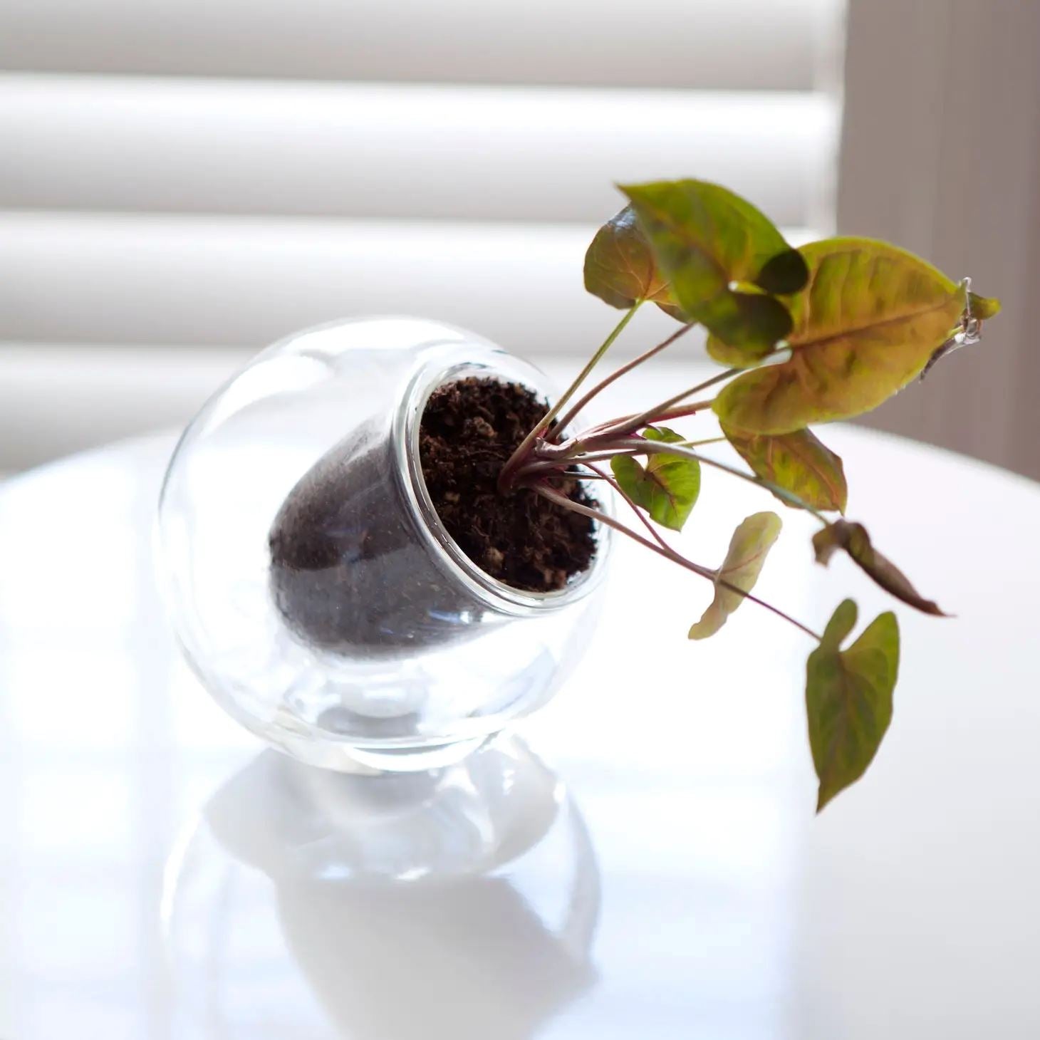 indoor glass plant pots Cup O Flora Tilt Self-Watering Glass Planter