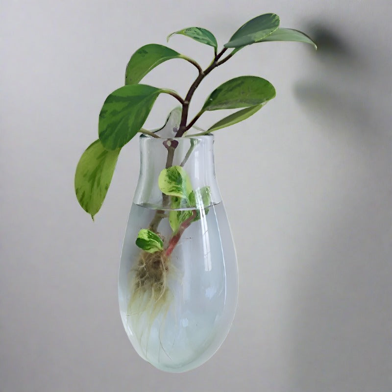 Handblown Glass Wall Vase - Large Glass Wall Vase Plant Folk Store