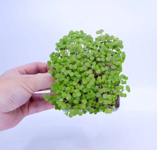 Micropod Mix Pack 1 Growmats - Pk 12 Growmats Micropod