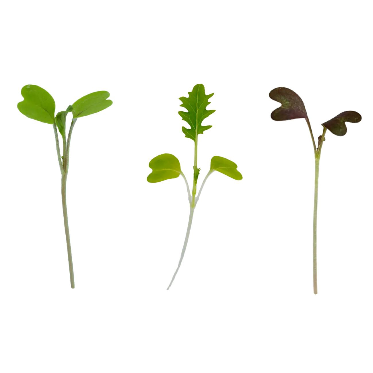 Micropod Mix Pack 1 Growmats - Pk 12 Growmats Micropod