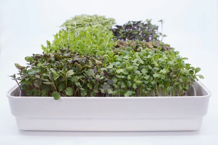 Micropod Mix Pack 1 Growmats - Pk 12 Growmats Micropod