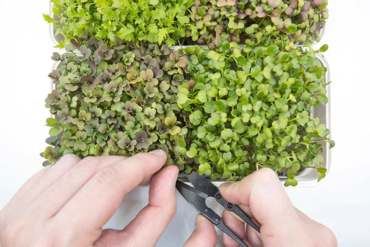 Micropod Mix Pack 1 Growmats - Pk 12 Growmats Micropod