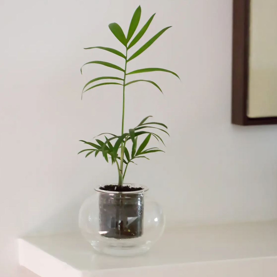 Self-Watering Planter - Small Self-watering Pot CUP O FLORA®
