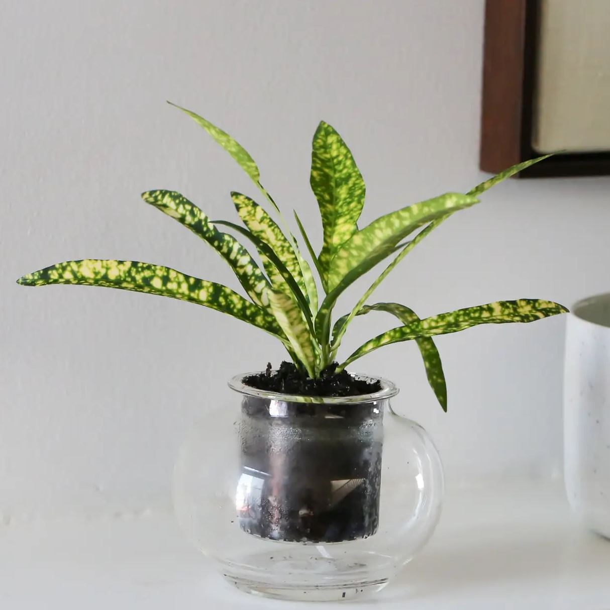 Self-Watering Planter - Small Self-watering Pot CUP O FLORA®