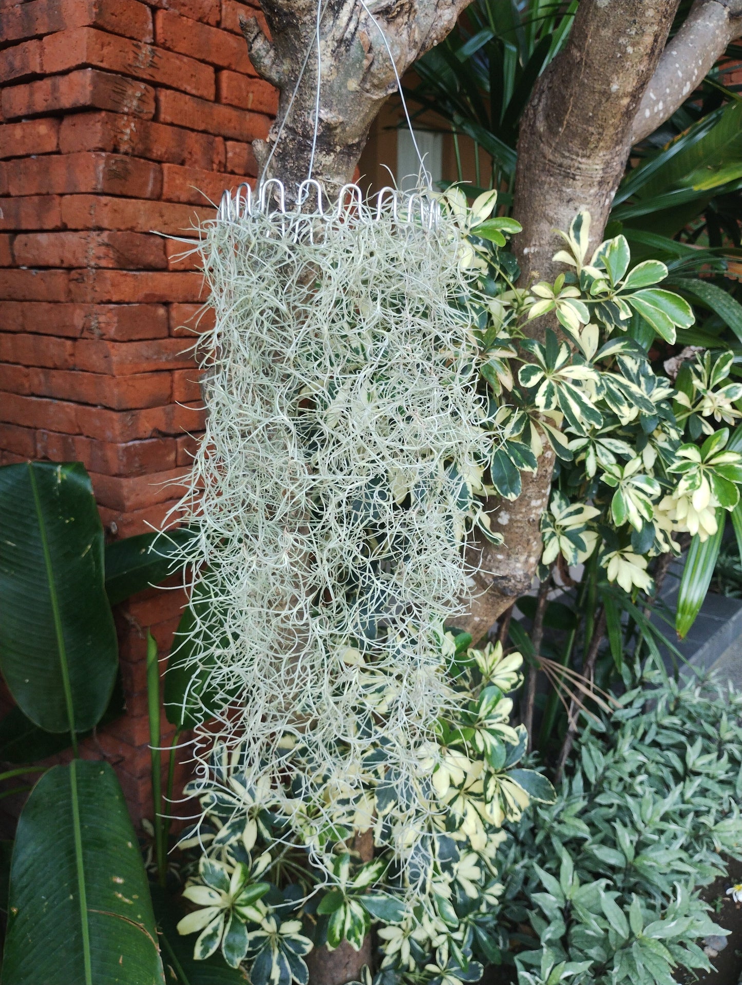 Spanish Moss (Old Man's Beard) Wire Hanger Spanish Moss Wire Hanger Plant Folk Store