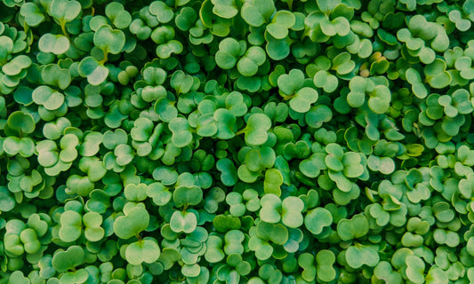 Cultivating Green Goodness: A Guide to Growing Vibrant Microgreens at Home