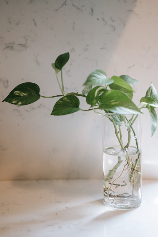Greening Your Space: Water Plants