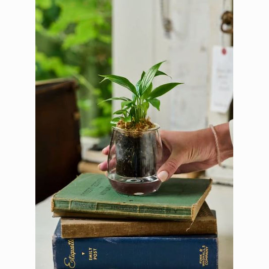 Revolutionize Your Plant Care with Cup O Flora: A Dive into Self-Watering Planters