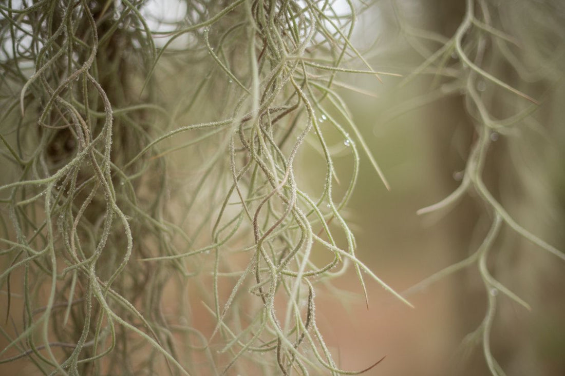 Spanish Moss vs Air Plants: What's the Difference?