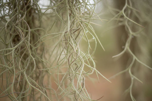 Spanish Moss vs Air Plants: What's the Difference?
