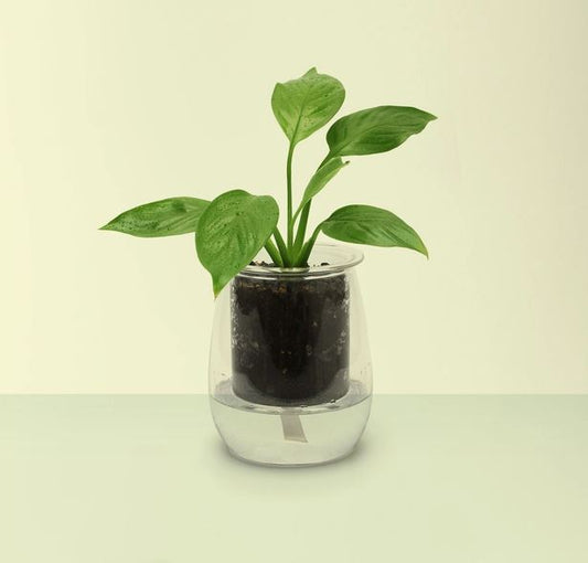 The Ultimate Guide to Self-Watering Planters: Cup o Flora Glass Pots for Healthy, Happy Plants