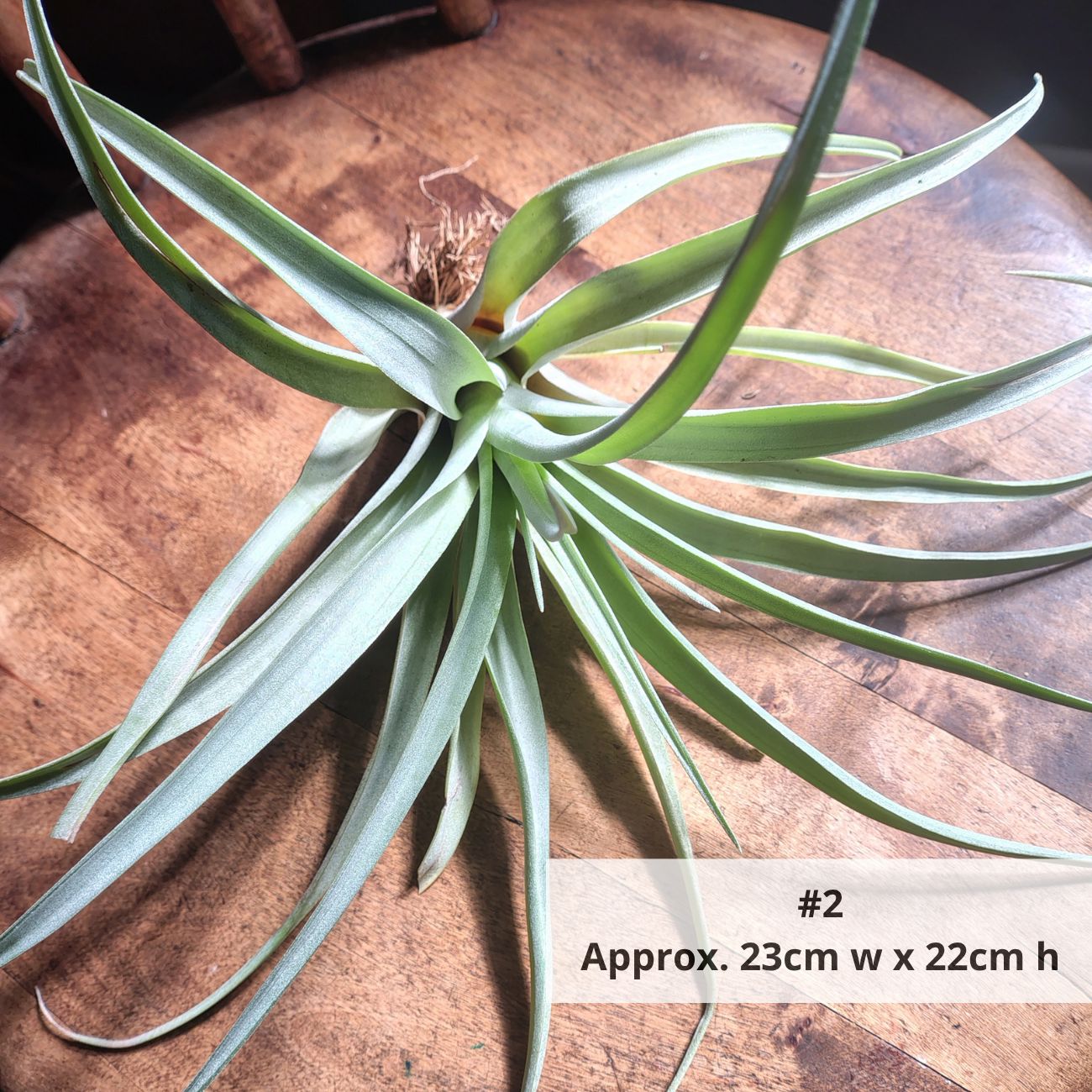 Air Plant Assorted (Tillandsia) - Extra Large Air Plant Plant Folk Store 