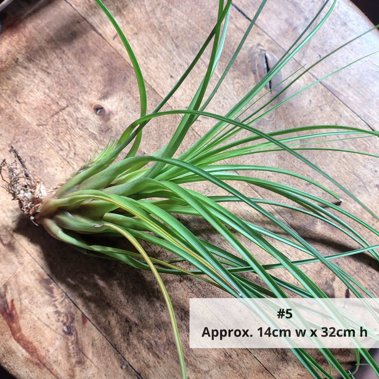 Air Plant Assorted (Tillandsia) - Extra Large Air Plant Plant Folk Store 