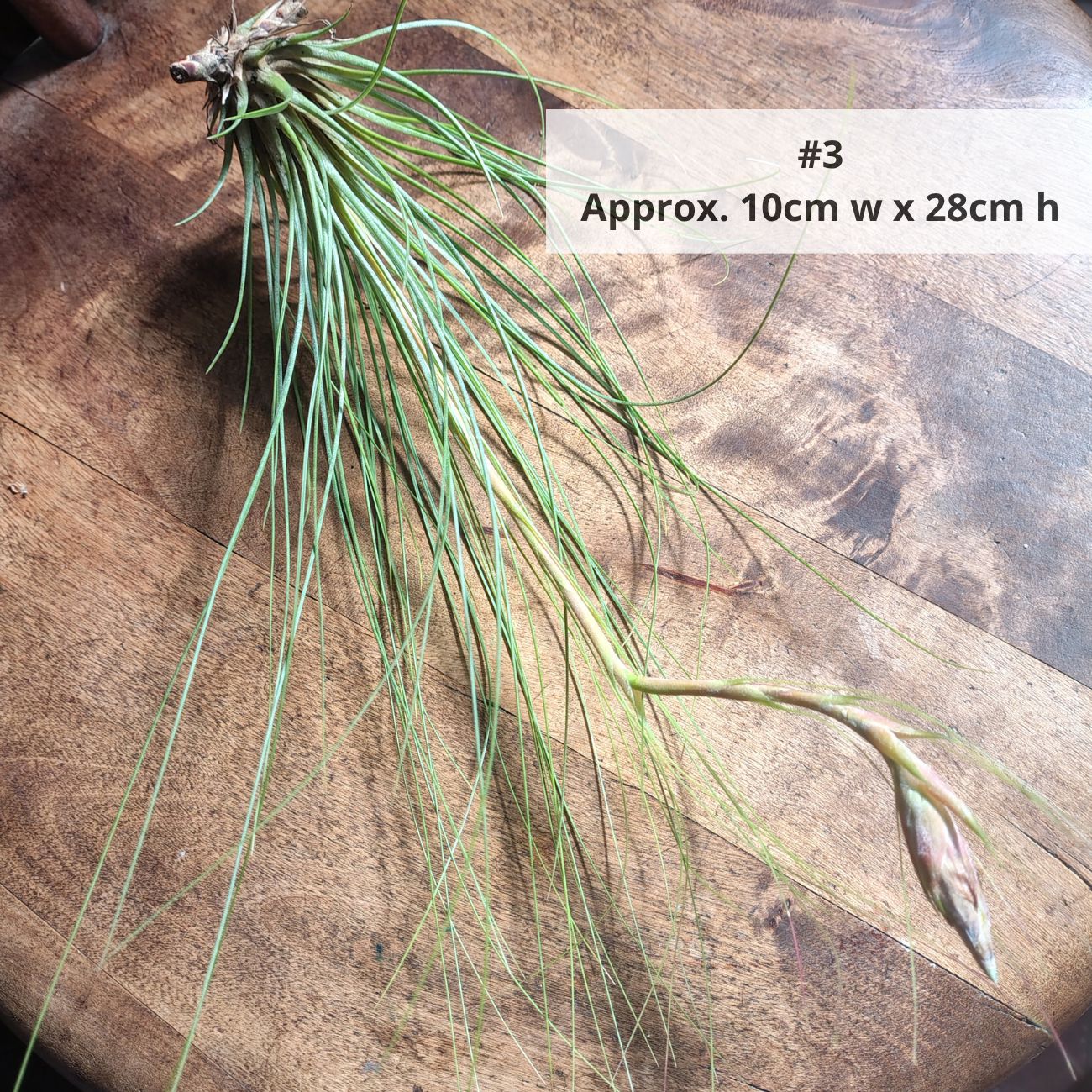 Air Plant Assorted (Tillandsia) - Extra Large Air Plant Plant Folk Store 