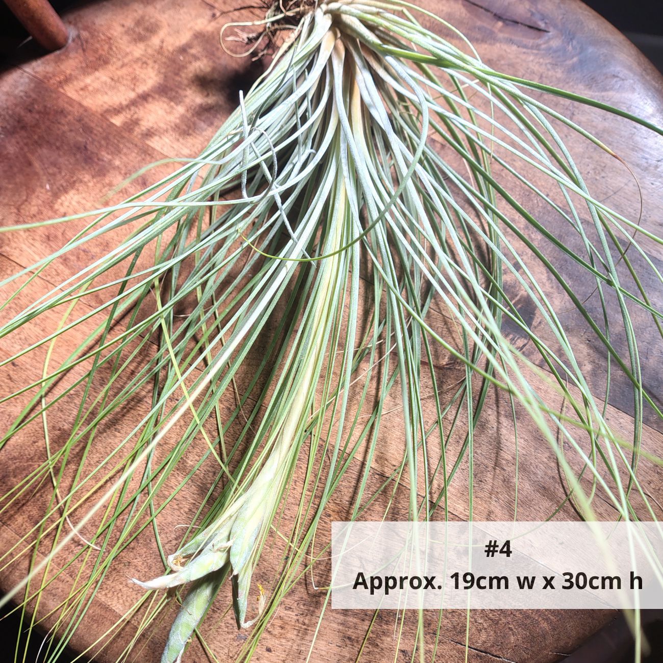 Air Plant Assorted (Tillandsia) - Extra Large Air Plant Plant Folk Store 