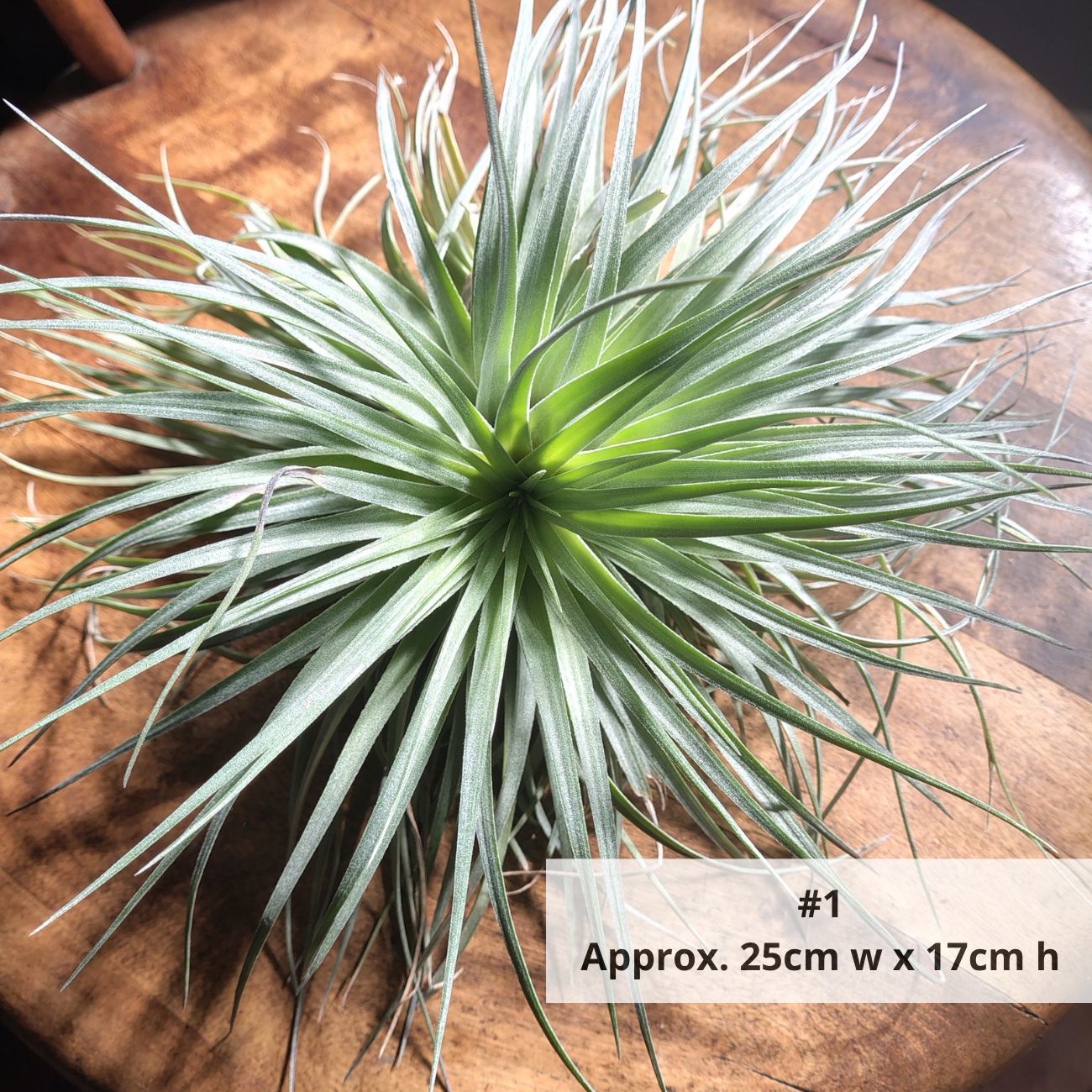 Air Plant Assorted (Tillandsia) - Extra Large Air Plant Plant Folk Store 