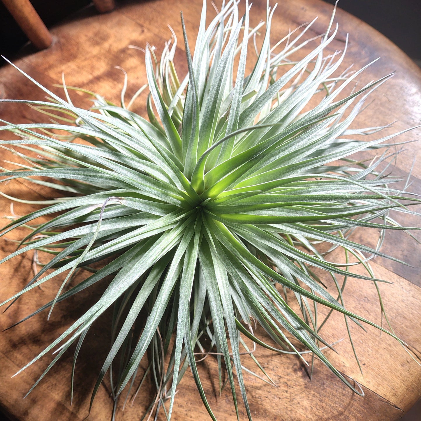 Air Plant Assorted (Tillandsia) - Extra Large Air Plant Plant Folk Store 