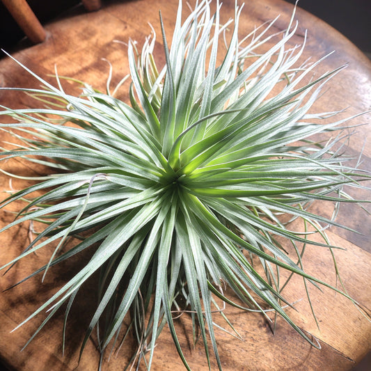 Air Plant Assorted (Tillandsia) - Extra Large Air Plant Plant Folk Store 