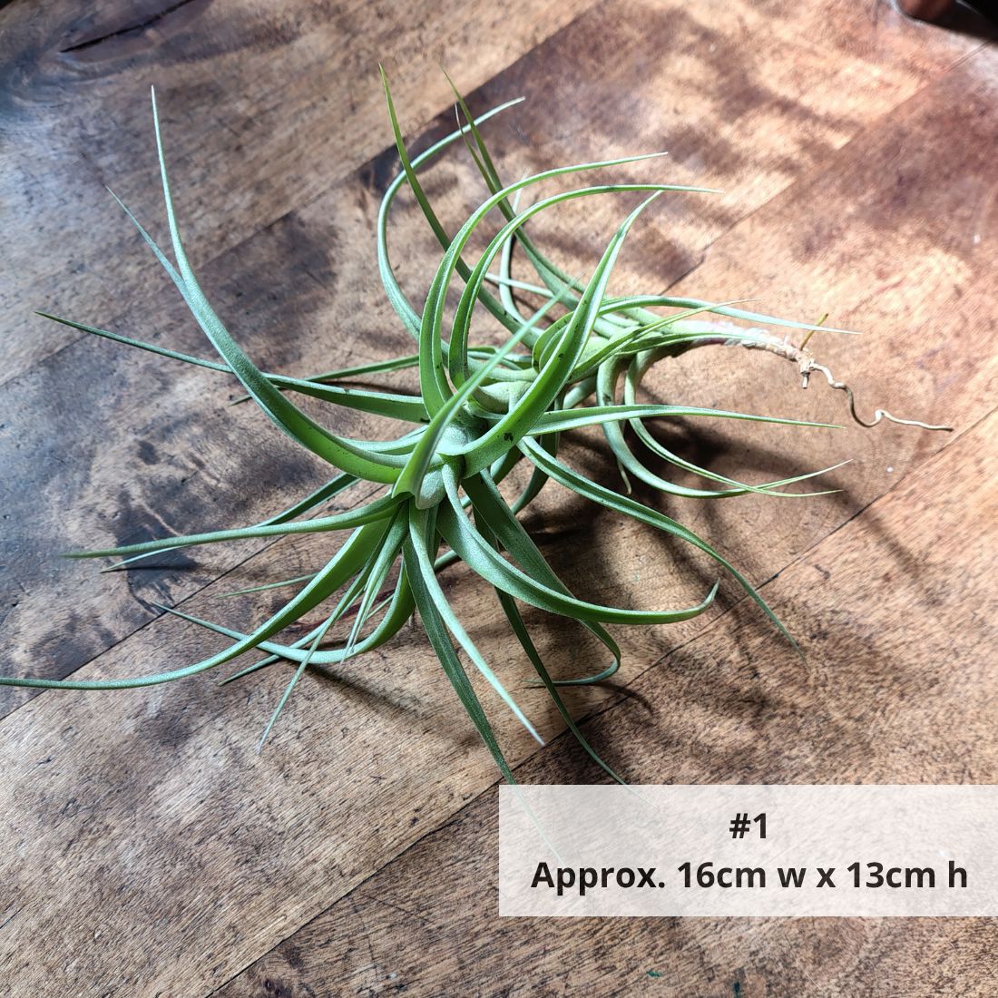Air Plant Assorted (Tillandsia) - Large Air Plant Plant Folk Store #1 