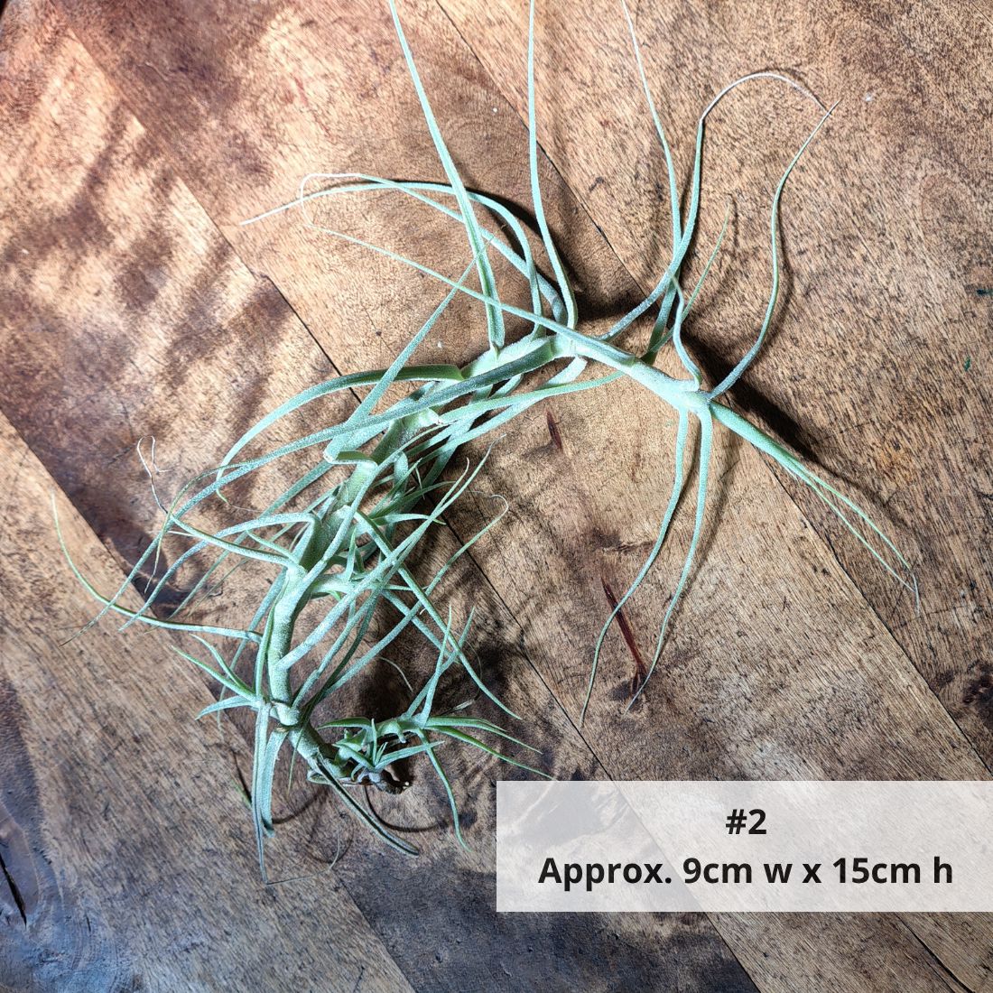 Air Plant Assorted (Tillandsia) - Large Air Plant Plant Folk Store #2 