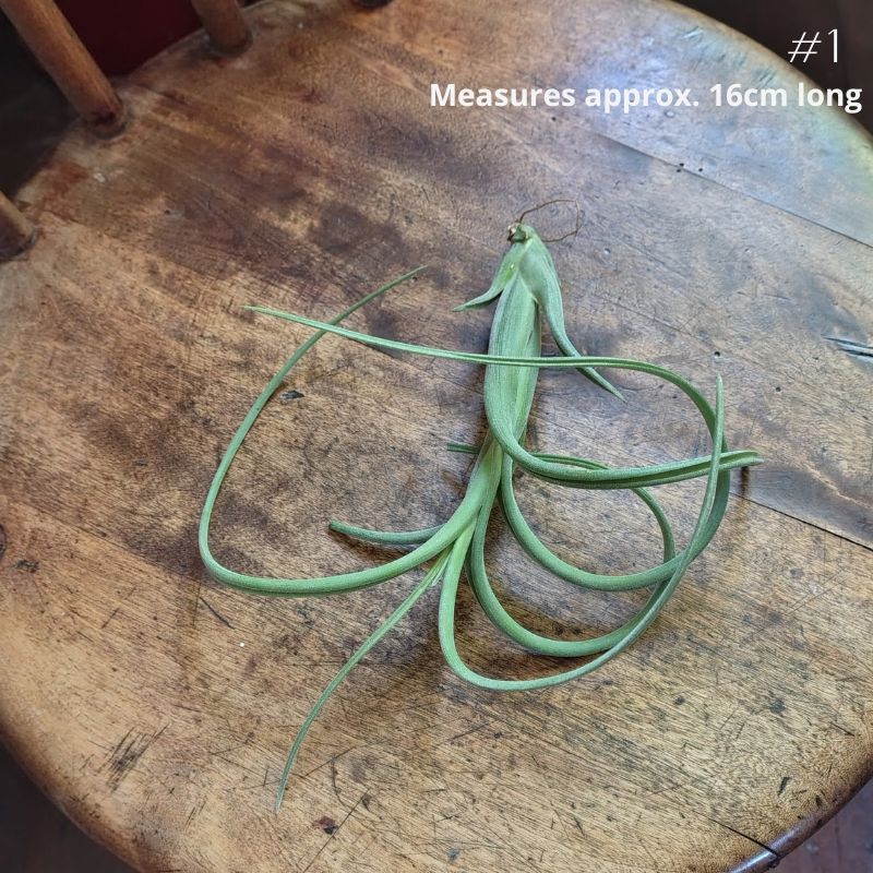 Air Plant Assorted (Tillandsia) - Large Air Plant Plant Folk Store 