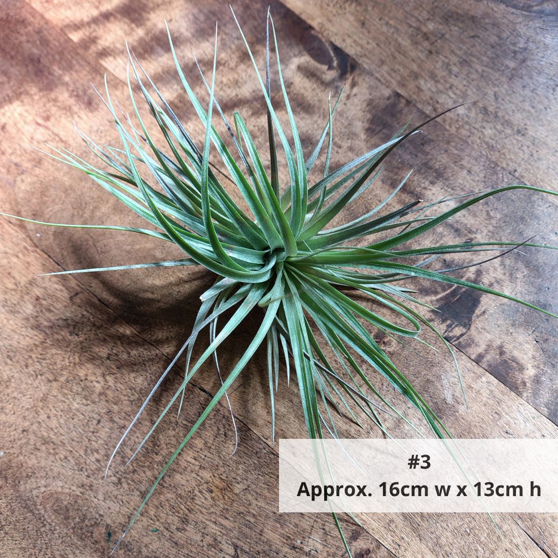 Air Plant Assorted (Tillandsia) - Large Air Plant Plant Folk Store #3 