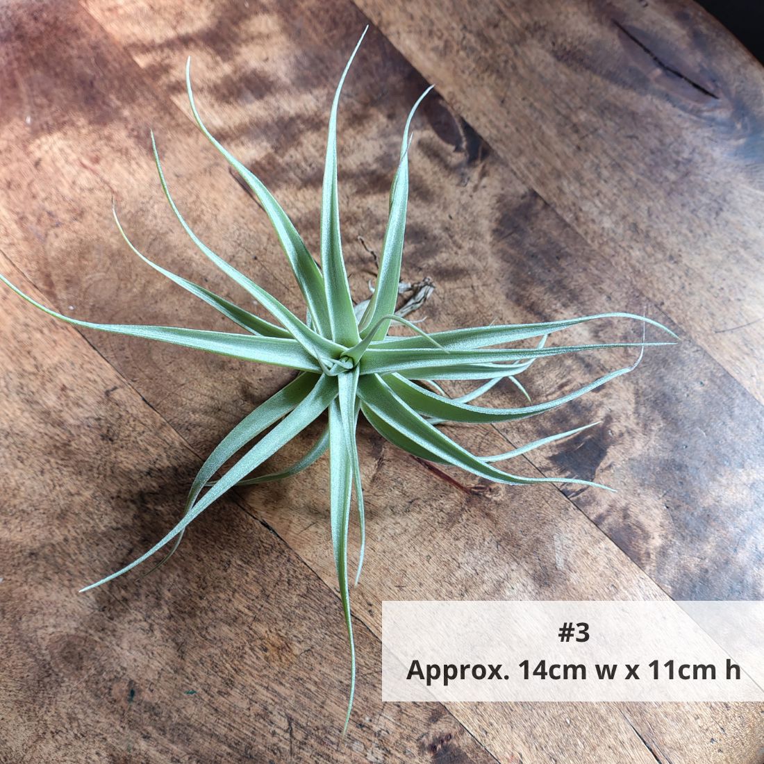 Air Plant Assorted (Tillandsia) - Large Air Plant Plant Folk Store #4 