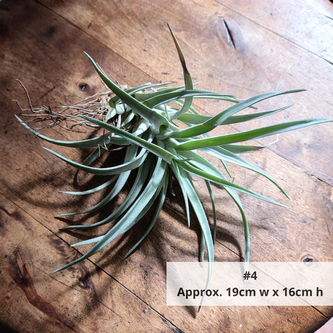 Air Plant Assorted (Tillandsia) - Large Air Plant Plant Folk Store #5 