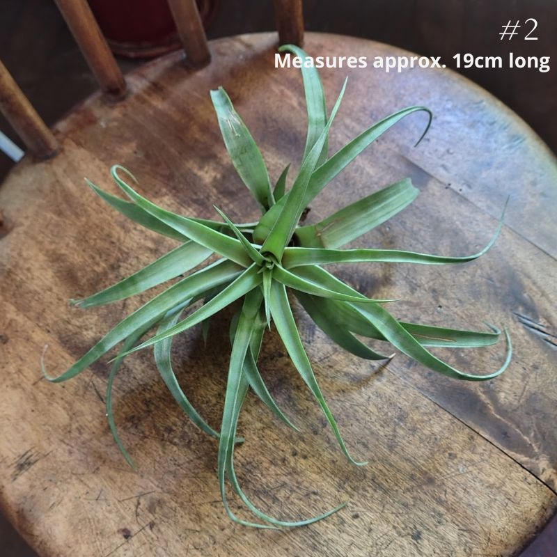 Air Plant Assorted (Tillandsia) - Large Air Plant Plant Folk Store 