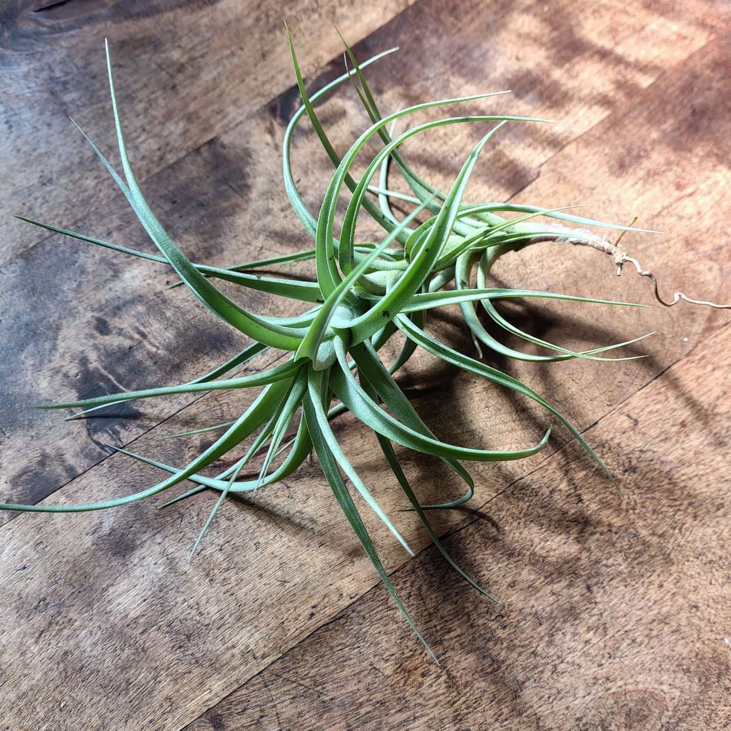 Air Plant Assorted (Tillandsia) - Large Air Plant Plant Folk Store 