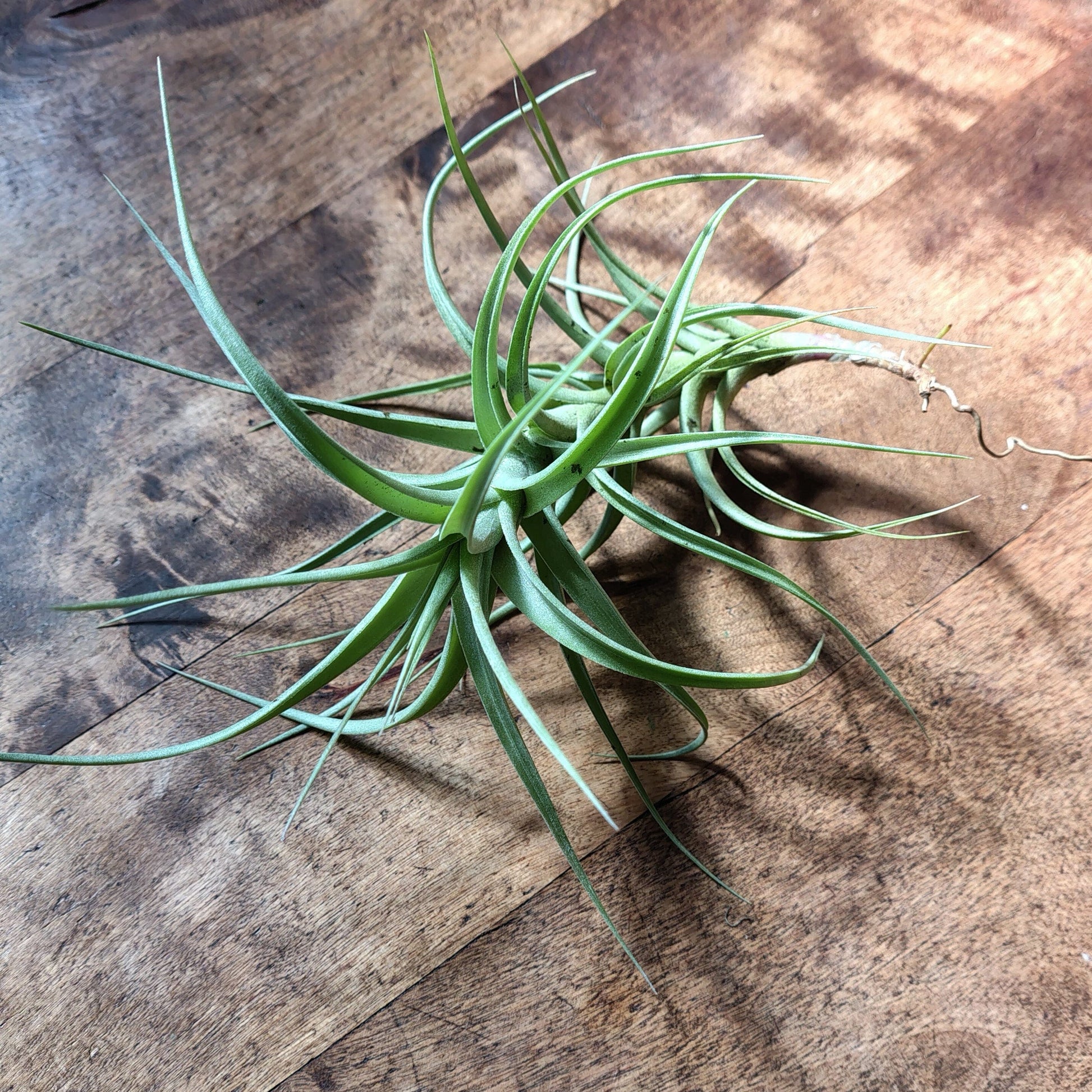 Air Plant Assorted (Tillandsia) - Large Air Plant Plant Folk Store 