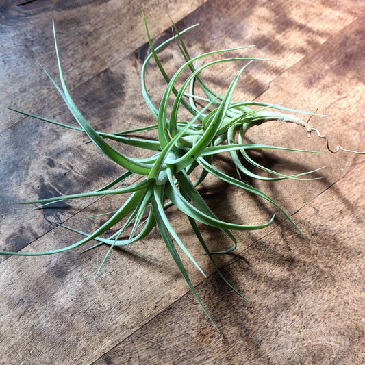Air Plant Assorted (Tillandsia) - Large Air Plant Plant Folk Store 