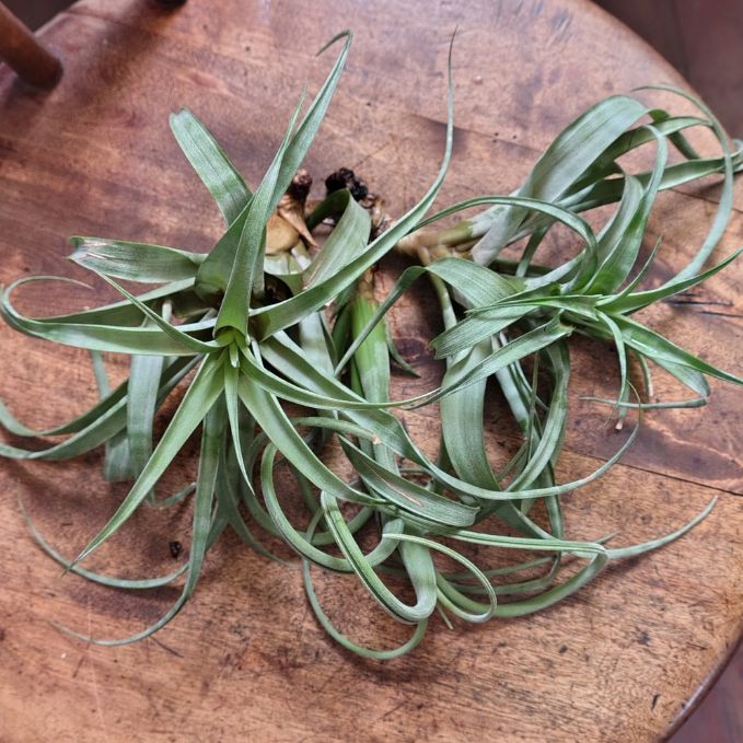 Air Plant Assorted (Tillandsia) - Large Air Plant Plant Folk Store 