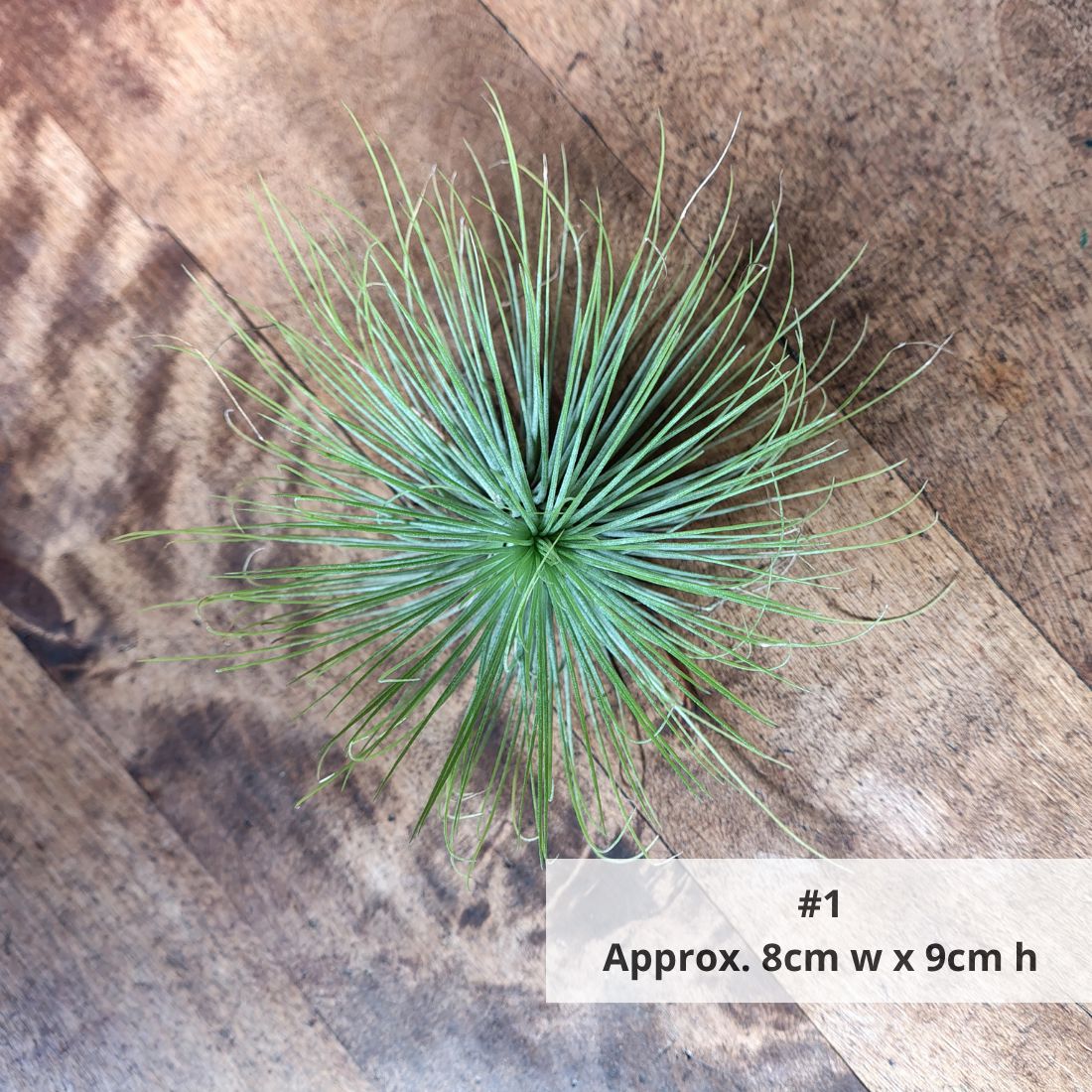 Air Plant Assorted (Tillandsia) - Medium Air Plant Plant Folk Store #1 