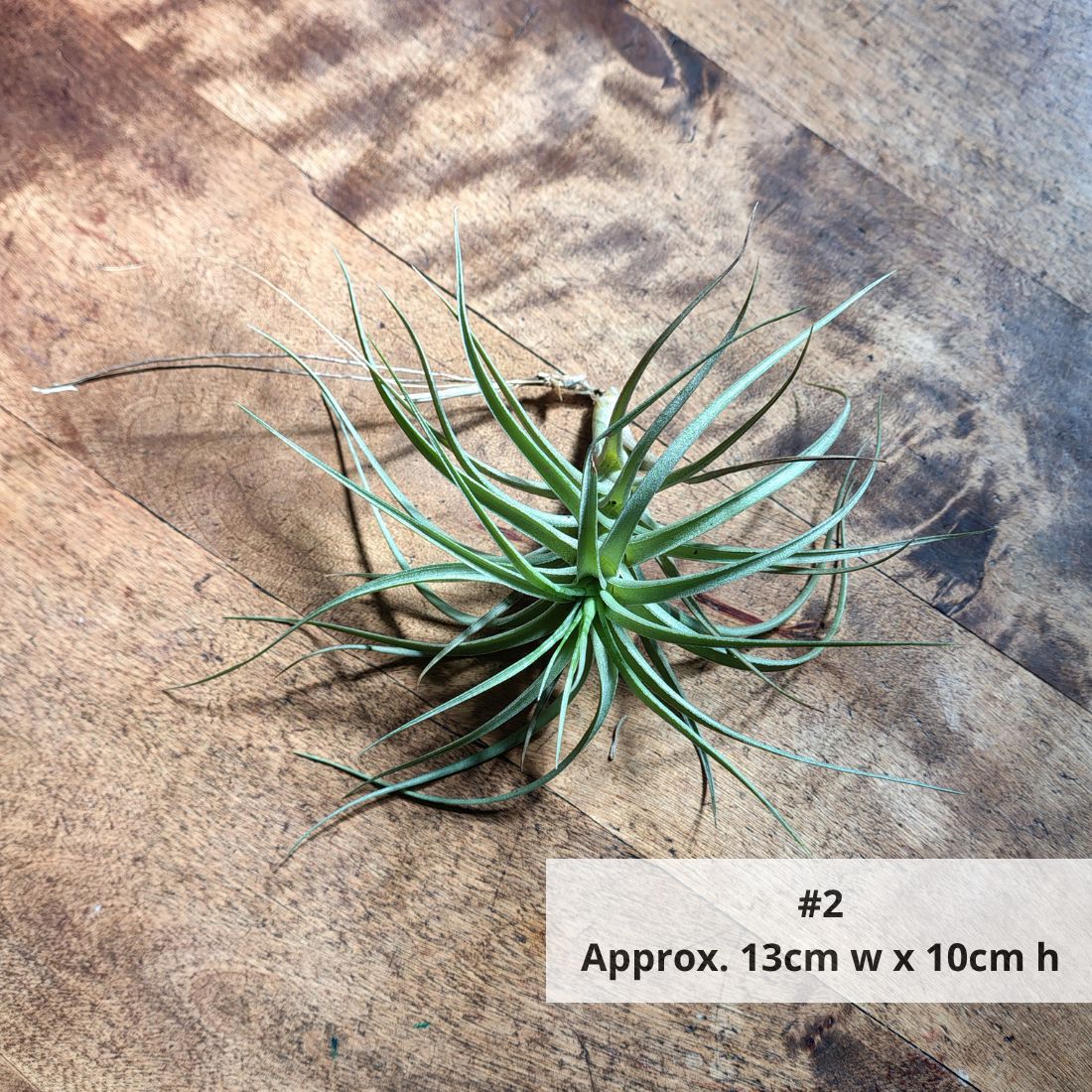 Air Plant Assorted (Tillandsia) - Medium Air Plant Plant Folk Store #2 