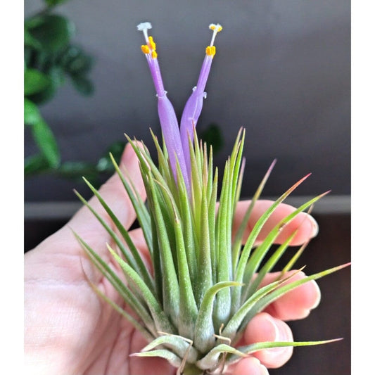 Air Plant Assorted (Tillandsia) - Medium Air Plant Plant Folk Store 