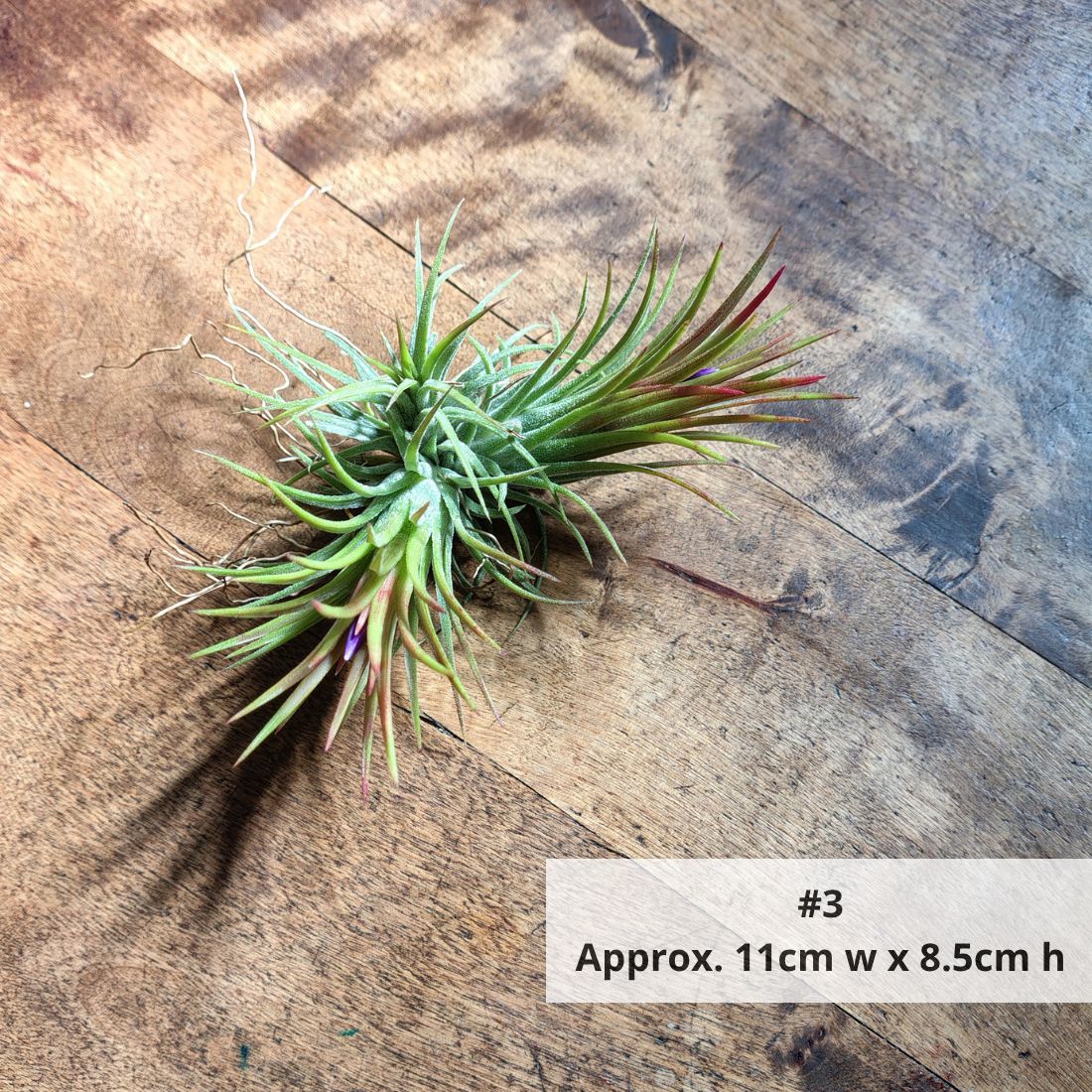Air Plant Assorted (Tillandsia) - Medium Air Plant Plant Folk Store #3 
